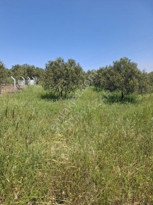 Foça Yeniköyde 367 M2 Zeytinlik Satılıktır — fotoğraf 13