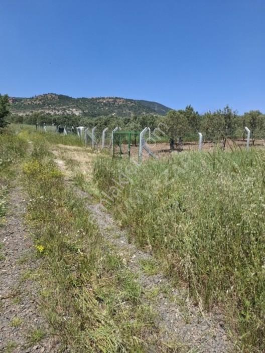 Foça Yeniköyde 367 M2 Zeytinlik Satılıktır — fotoğraf 14