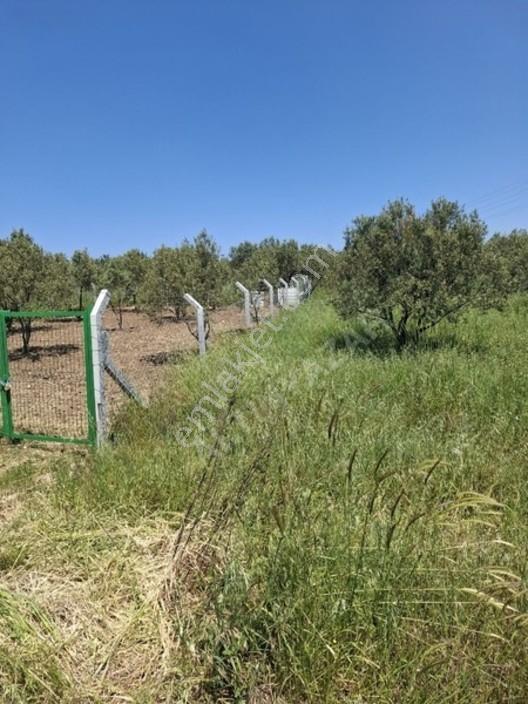 Foça Yeniköyde 367 M2 Zeytinlik Satılıktır — fotoğraf 15