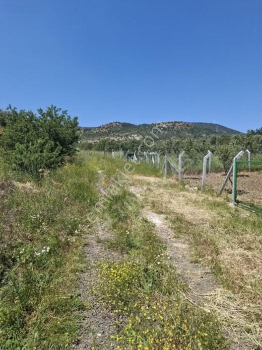Foça Yeniköyde 367 M2 Zeytinlik Satılıktır — fotoğraf 16