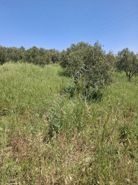 Foça Yeniköyde 367 M2 Zeytinlik Satılıktır — fotoğraf 17