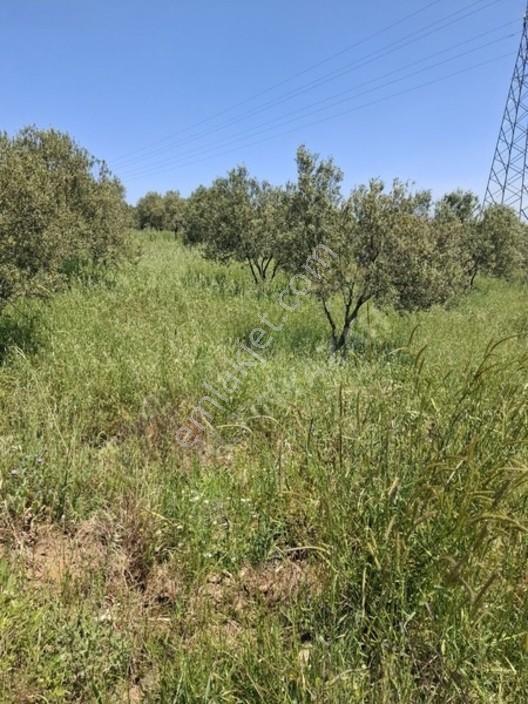 Foça Yeniköyde 367 M2 Zeytinlik Satılıktır — fotoğraf 18