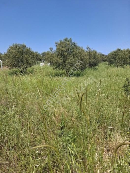 Foça Yeniköyde 367 M2 Zeytinlik Satılıktır — fotoğraf 19