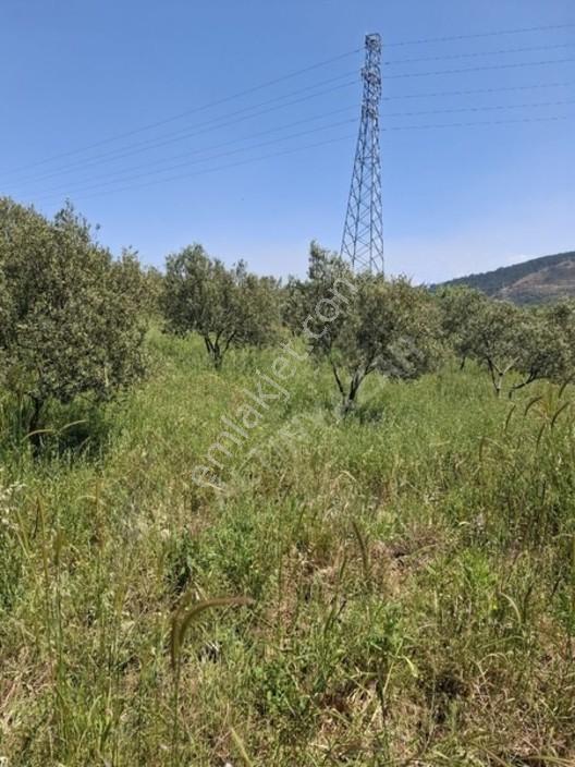 Foça Yeniköyde 367 M2 Zeytinlik Satılıktır — fotoğraf 20
