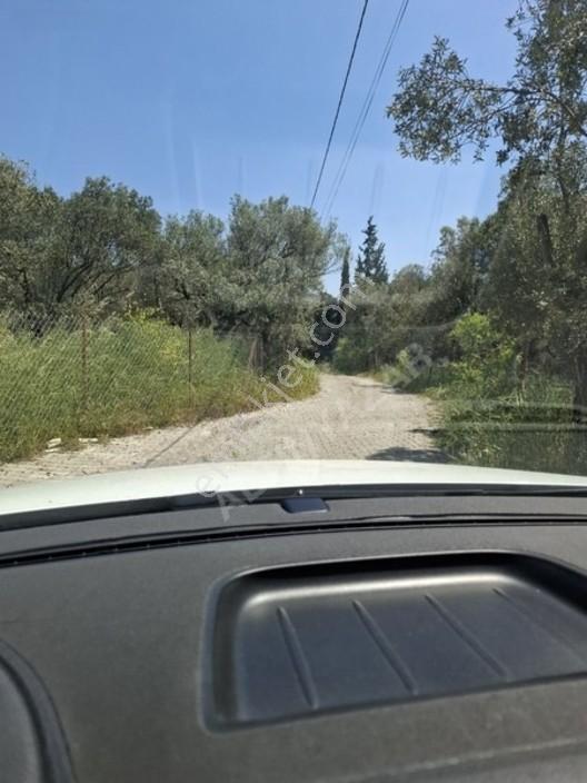 Foça Yeniköyde 367 M2 Zeytinlik Satılıktır — fotoğraf 21