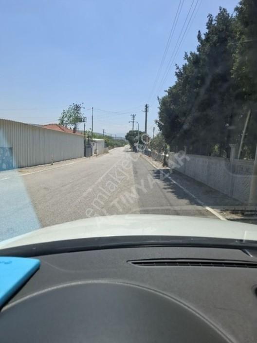 Foça Yeniköyde 367 M2 Zeytinlik Satılıktır — fotoğraf 23