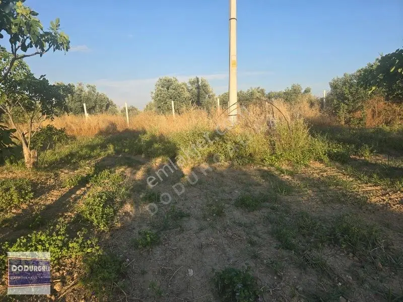 Satılık İncir Bahçesi — fotoğraf 3
