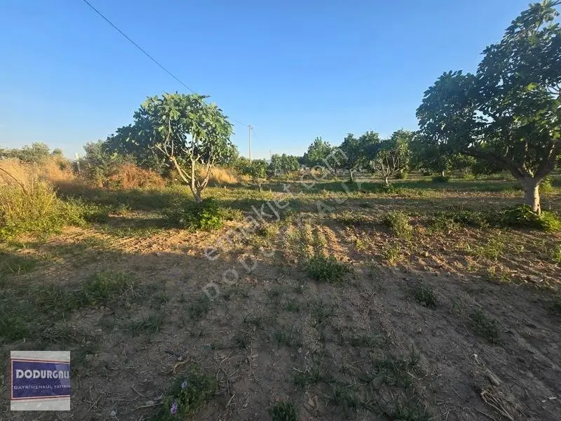 Satılık İncir Bahçesi — fotoğraf 10