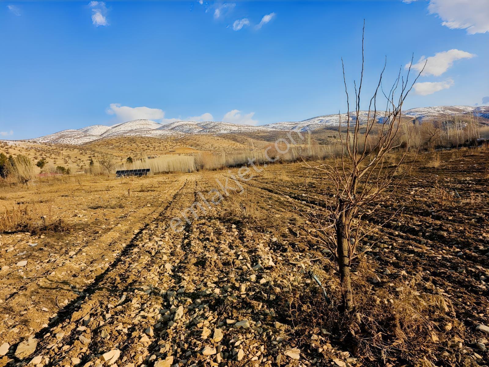 Hakev'den Aşağı Azaplı Köyü Bitişiğinde Hurma Bahçesi — fotoğraf 2