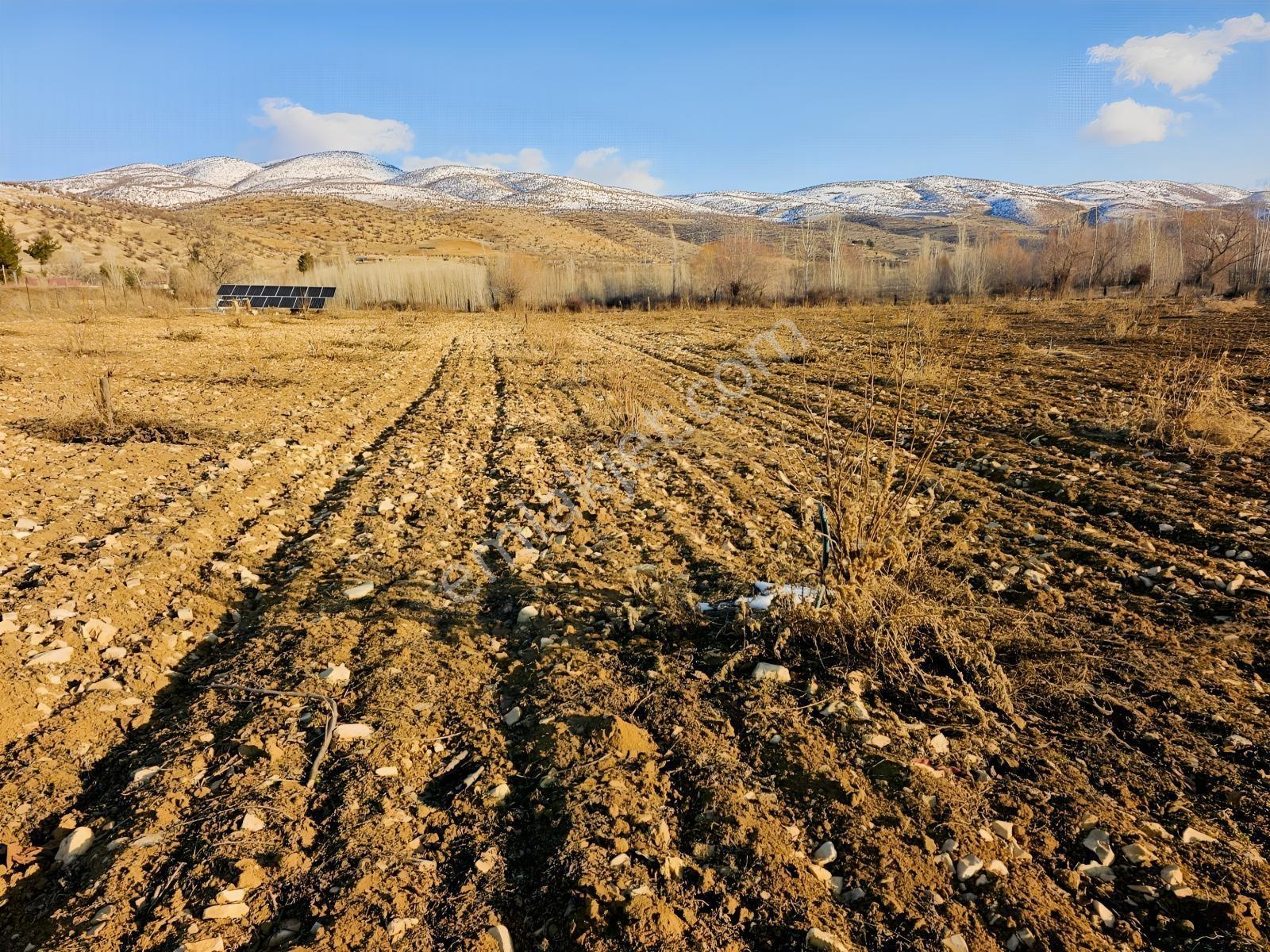 Hakev'den Aşağı Azaplı Köyü Bitişiğinde Hurma Bahçesi — fotoğraf 7