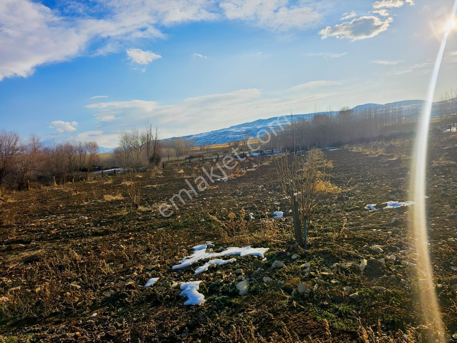 Hakev'den Aşağı Azaplı Köyü Bitişiğinde Hurma Bahçesi — fotoğraf 11