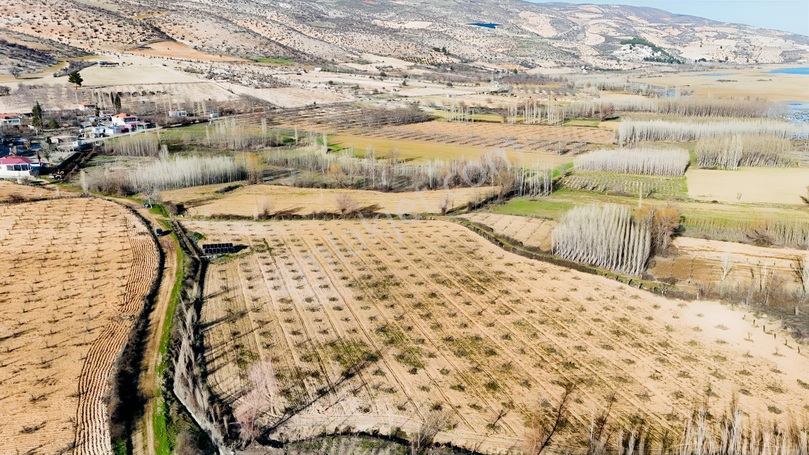 Hakev'den Aşağı Azaplı Köyü Bitişiğinde Hurma Bahçesi — fotoğraf 13