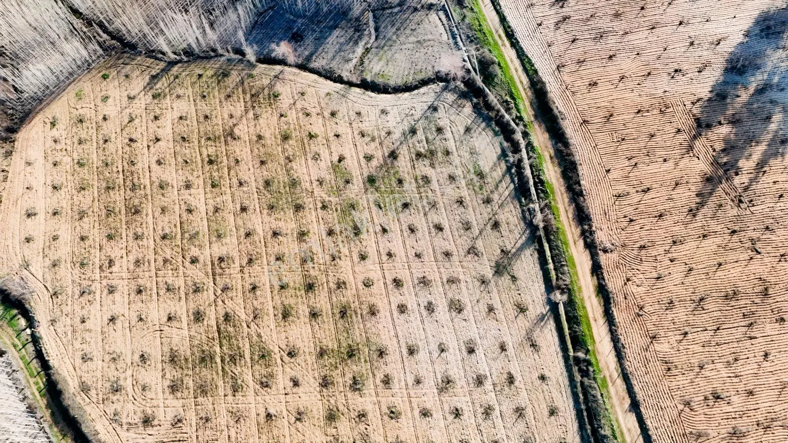 Hakev'den Aşağı Azaplı Köyü Bitişiğinde Hurma Bahçesi — fotoğraf 14
