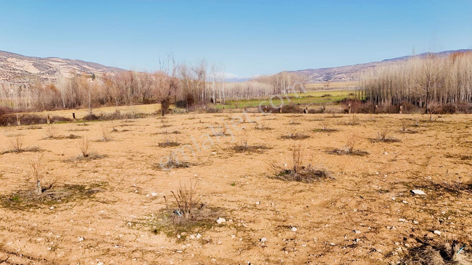 Hakev'den Aşağı Azaplı Köyü Bitişiğinde Hurma Bahçesi — fotoğraf 17