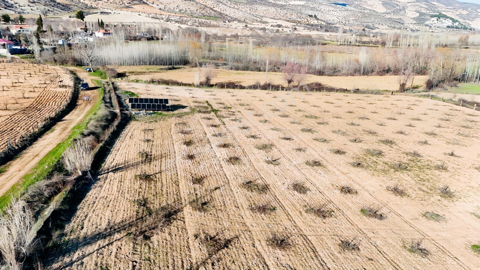 Hakev'den Aşağı Azaplı Köyü Bitişiğinde Hurma Bahçesi — fotoğraf 22