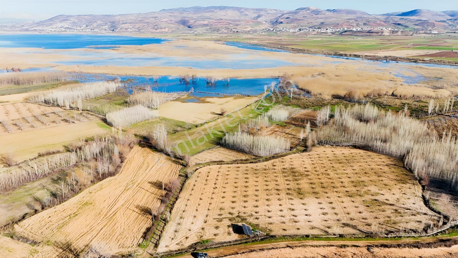Hakev'den Aşağı Azaplı Köyü Bitişiğinde Hurma Bahçesi — fotoğraf 31