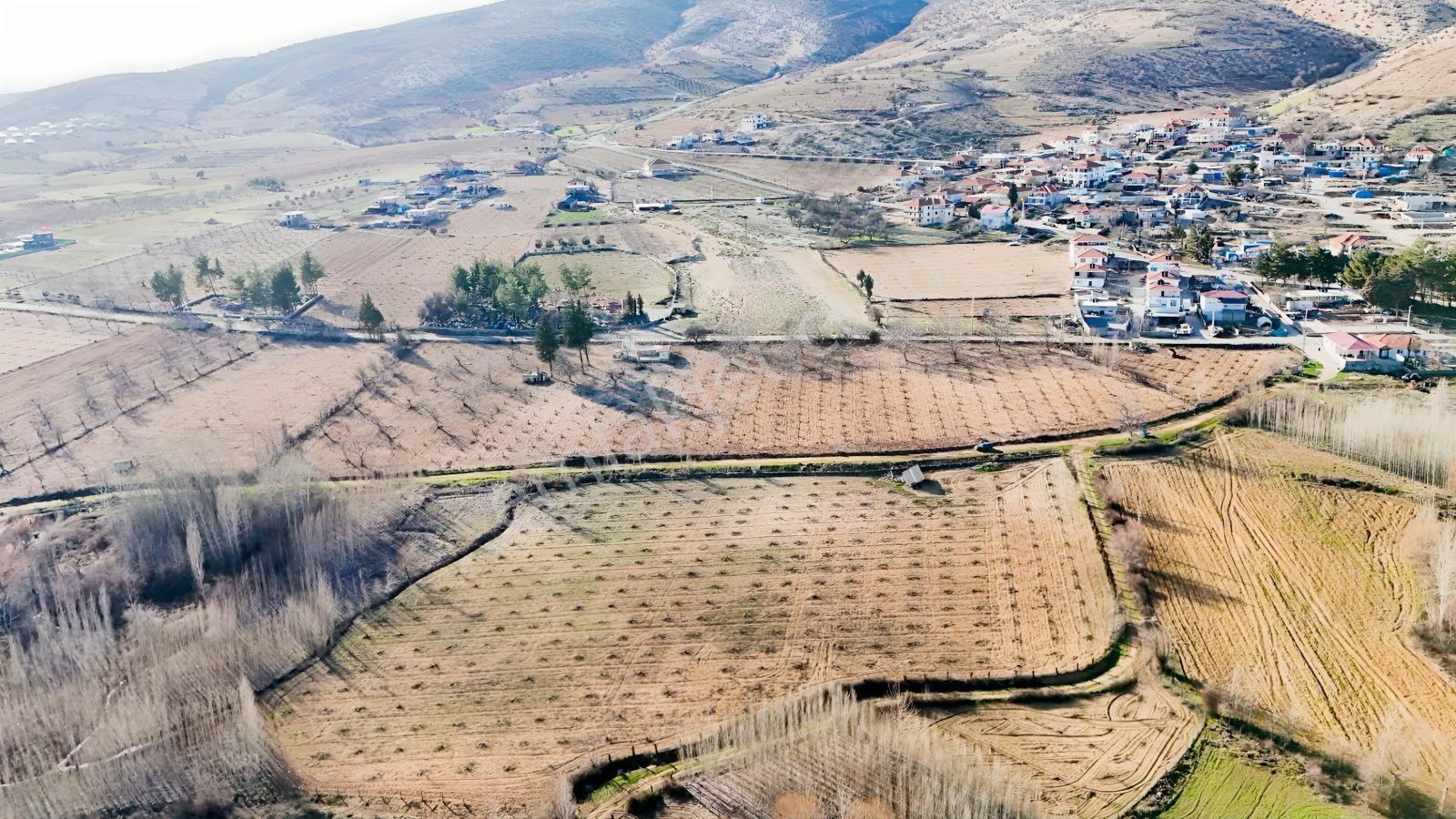 Hakev'den Aşağı Azaplı Köyü Bitişiğinde Hurma Bahçesi — fotoğraf 32