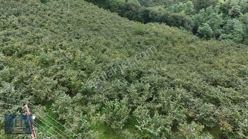 Vyg'den Ortahisar Kamışılıda Satılık 5578 M2 Arazi — fotoğraf 27