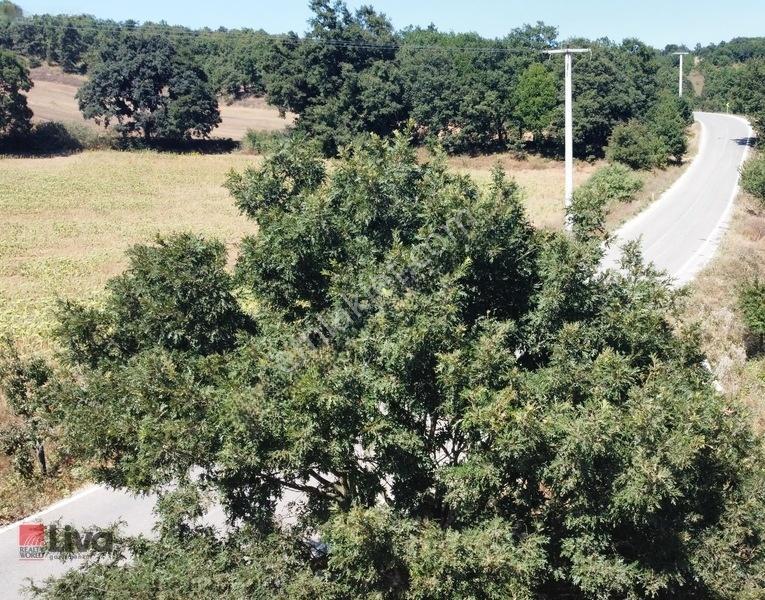 Toybelen 'de Asfalt Yola Cepheli Yatırımlık 4.250 M² Tarla! — fotoğraf 9