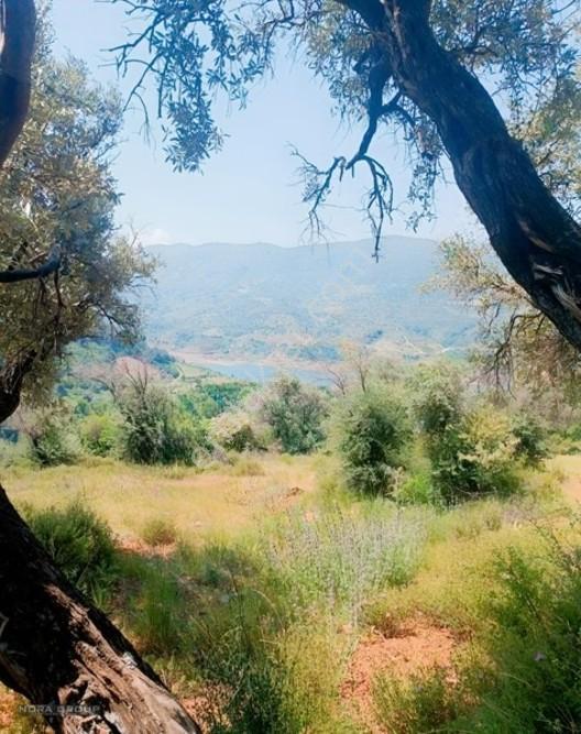 Noradan İzmir Bayındır Lutuflarda Satılık Zeytinlik — fotoğraf 2