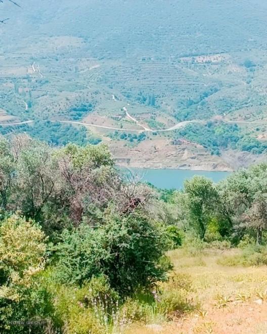 Noradan İzmir Bayındır Lutuflarda Satılık Zeytinlik — fotoğraf 3
