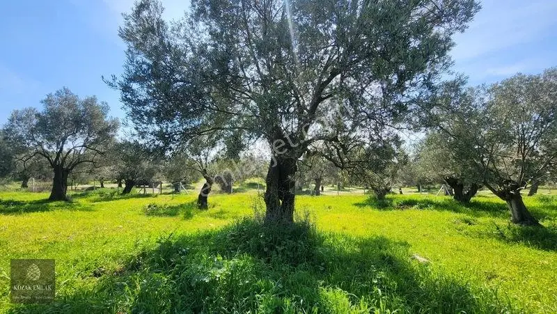 Ayvalık Kazımkarabekir Mahallesi Zeytinlik 32 Ağaç Satılık