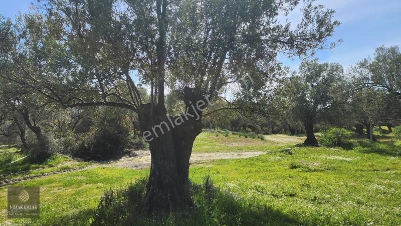 Ayvalık Kazımkarabekir Mahallesi Zeytinlik 32 Ağaç Satılık — fotoğraf 4