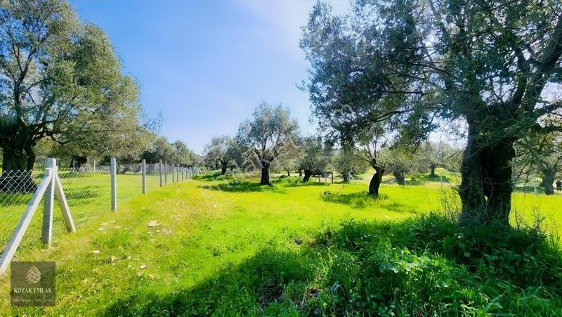 Ayvalık Kazımkarabekir Mahallesi Zeytinlik 32 Ağaç Satılık — fotoğraf 5