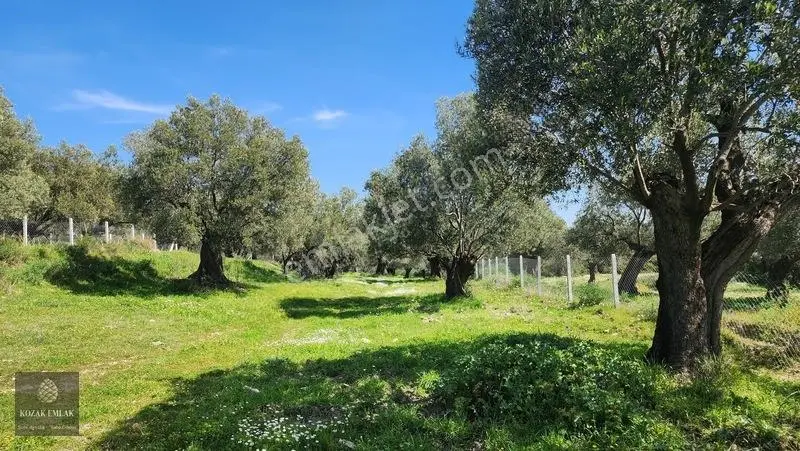 Ayvalık Kazımkarabekir Mahallesi Zeytinlik 32 Ağaç Satılık — fotoğraf 9