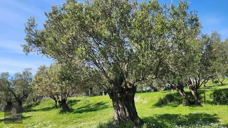 Ayvalık Kazımkarabekir Mahallesi Zeytinlik 32 Ağaç Satılık — fotoğraf 17