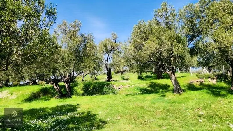 Ayvalık Kazımkarabekir Mahallesi Zeytinlik 32 Ağaç Satılık — fotoğraf 18