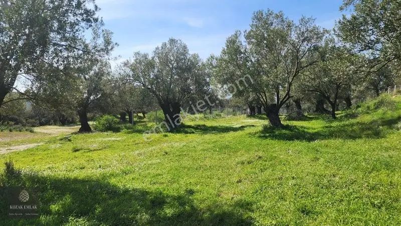 Ayvalık Kazımkarabekir Mahallesi Zeytinlik 32 Ağaç Satılık — fotoğraf 21