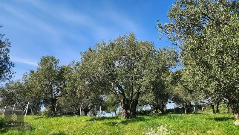 Ayvalık Kazımkarabekir Mahallesi Zeytinlik 32 Ağaç Satılık — fotoğraf 22