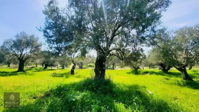 Ayvalık Kazımkarabekir Mahallesi Zeytinlik 32 Ağaç Satılık — fotoğraf 31