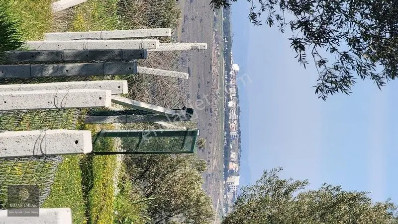 Ayvalık Kazımkarabekir Mahallesi Zeytinlik 32 Ağaç Satılık — fotoğraf 33