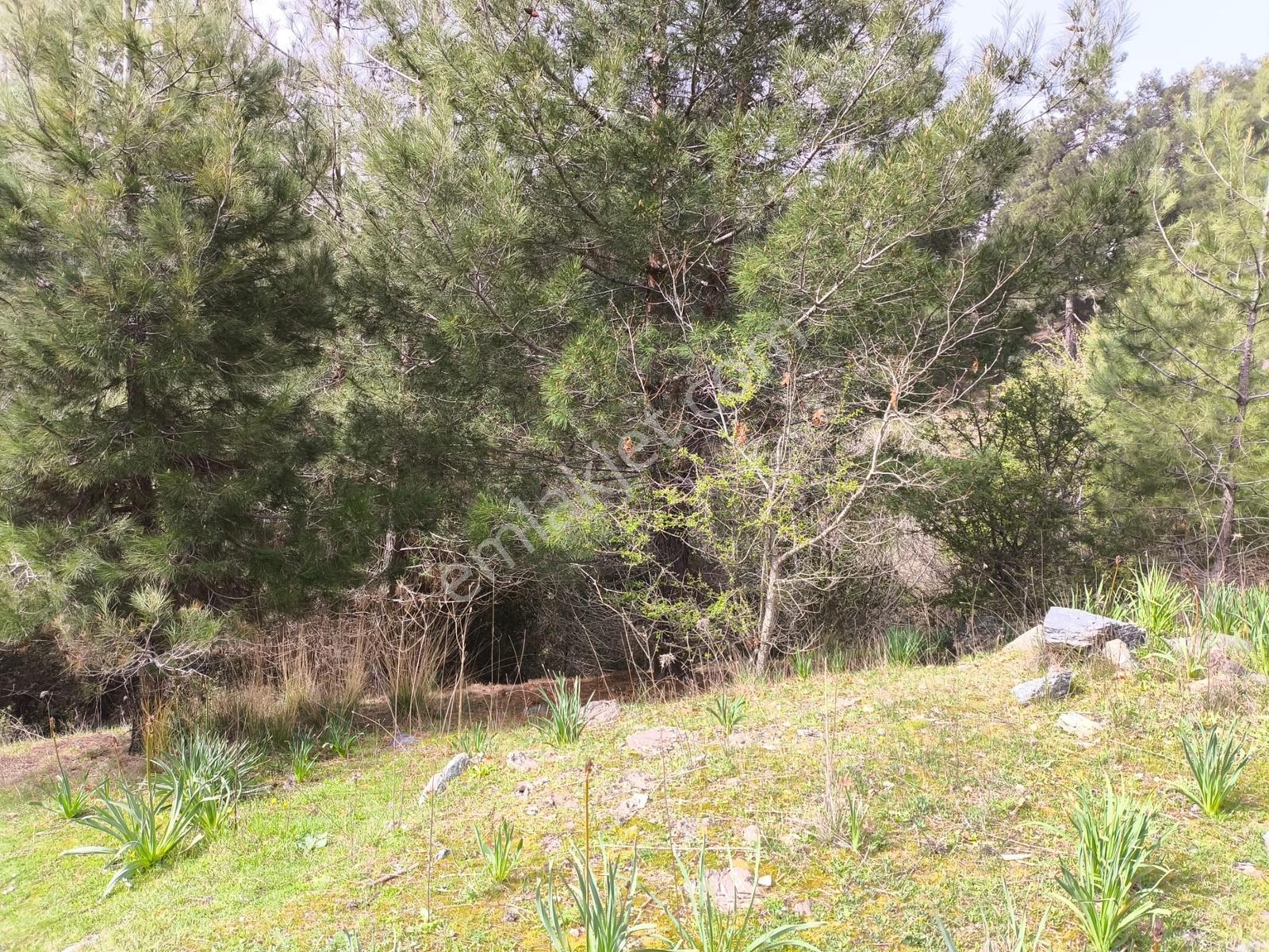 Yola Yakın, Ulaşımı Kolay Etrafı Ormanla Çevrili, Villara Yakın — fotoğraf 8