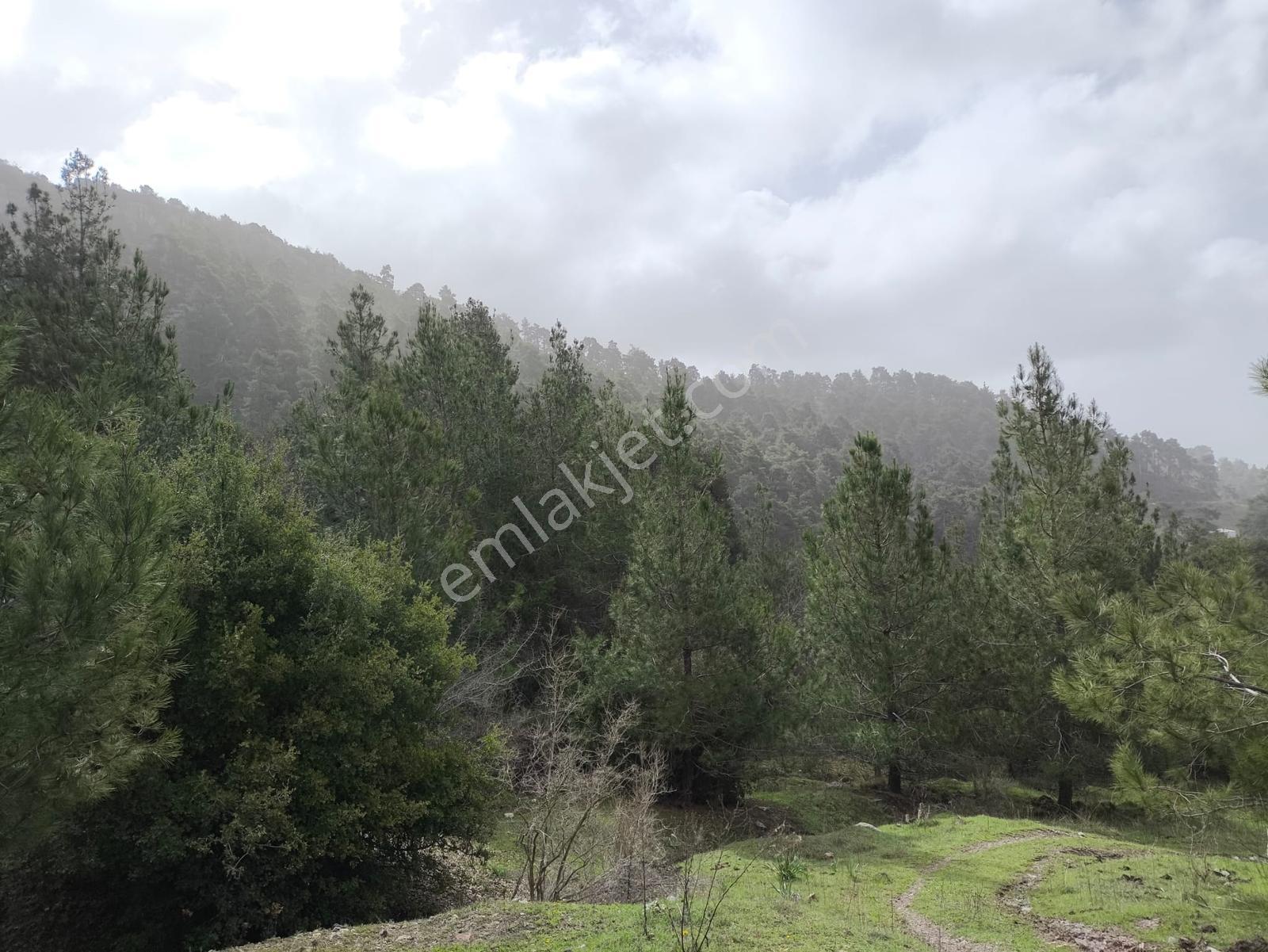 Yola Yakın, Ulaşımı Kolay Etrafı Ormanla Çevrili, Villara Yakın — fotoğraf 12