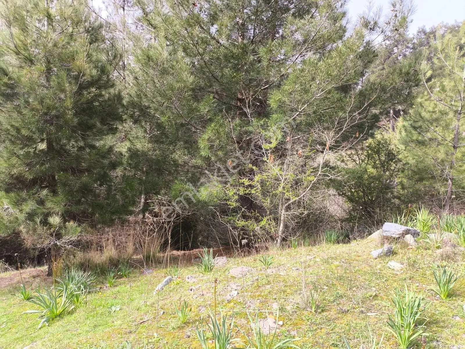 Yola Yakın, Ulaşımı Kolay Etrafı Ormanla Çevrili, Villara Yakın — fotoğraf 29