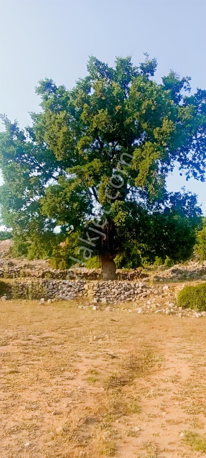 Fethiye Karaağaç Ta Doğa Denğz Manzaralı Satılık Tarla — fotoğraf 5