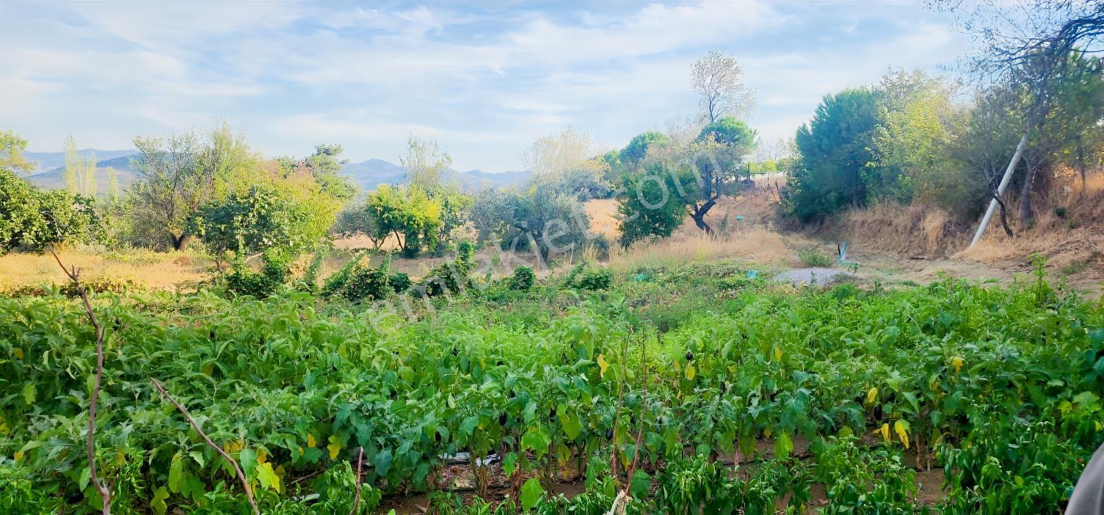 Havran Fazlıca'da 8.249 M2 Köy Girişi, Acil Satılık Çiftlik! — fotoğraf 26