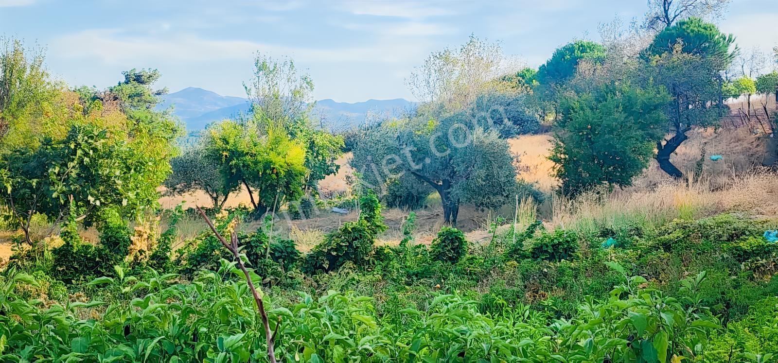 Havran Fazlıca'da 8.249 M2 Köy Girişi, Acil Satılık Çiftlik! — fotoğraf 28