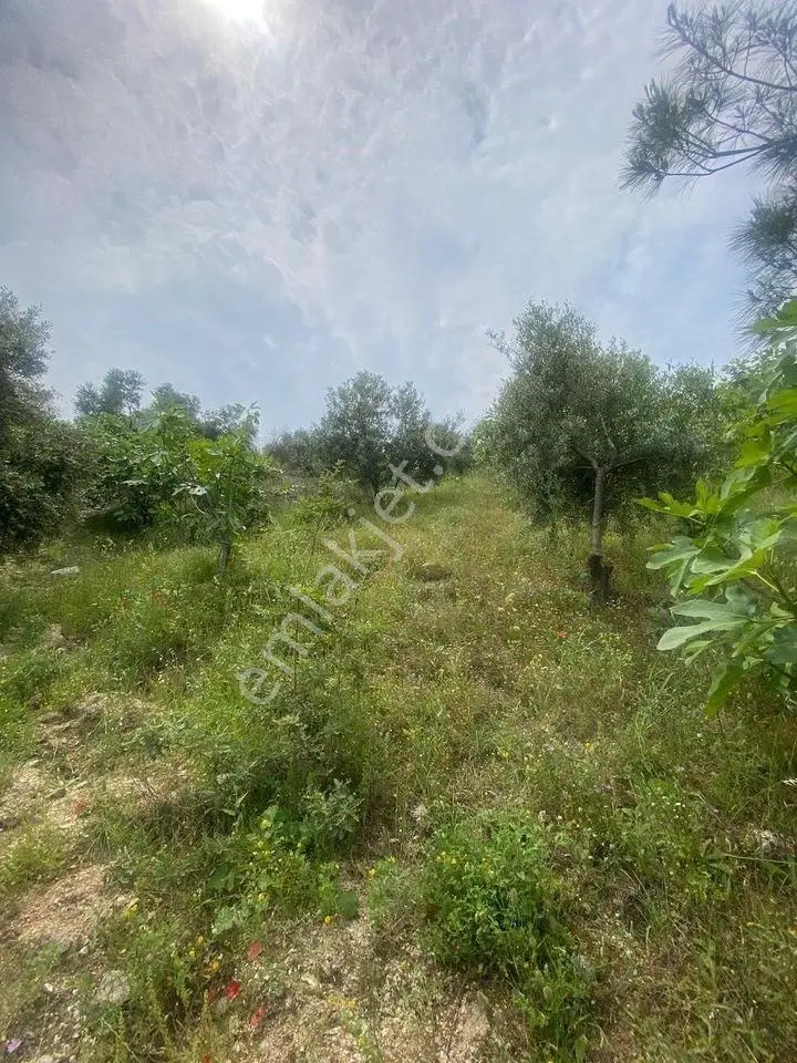 Acil Satılık Bahçe – Sadece 220.000 Tl! — fotoğraf 3