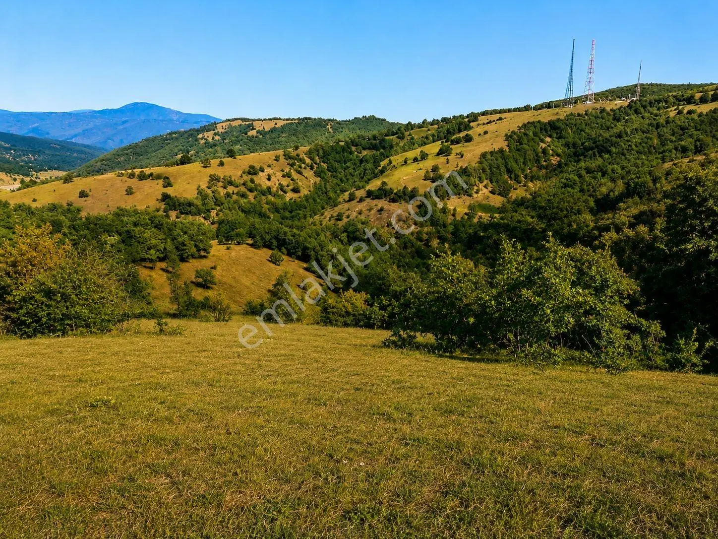 13431 M2/tek Tapu/samsun Kavak/orman Manzaralı/satılık Tarla