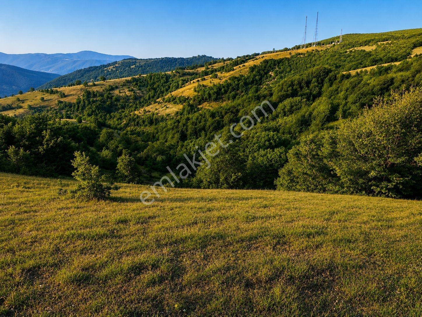 13431 M2/tek Tapu/samsun Kavak/orman Manzaralı/satılık Tarla — fotoğraf 2