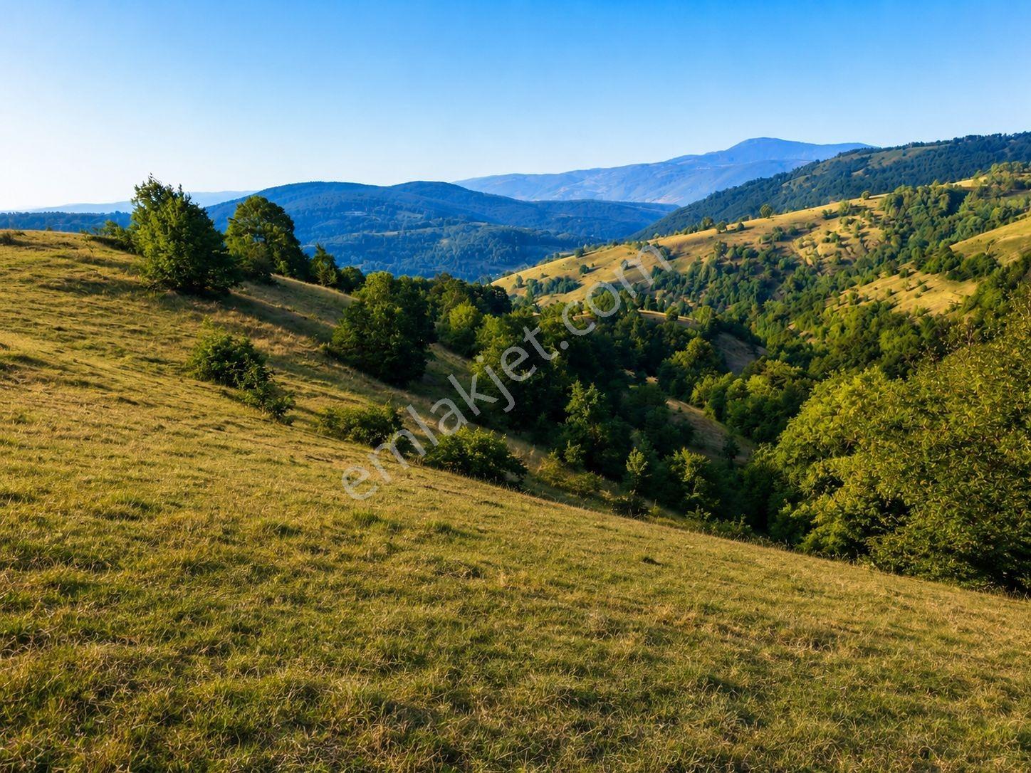 13431 M2/tek Tapu/samsun Kavak/orman Manzaralı/satılık Tarla — fotoğraf 3