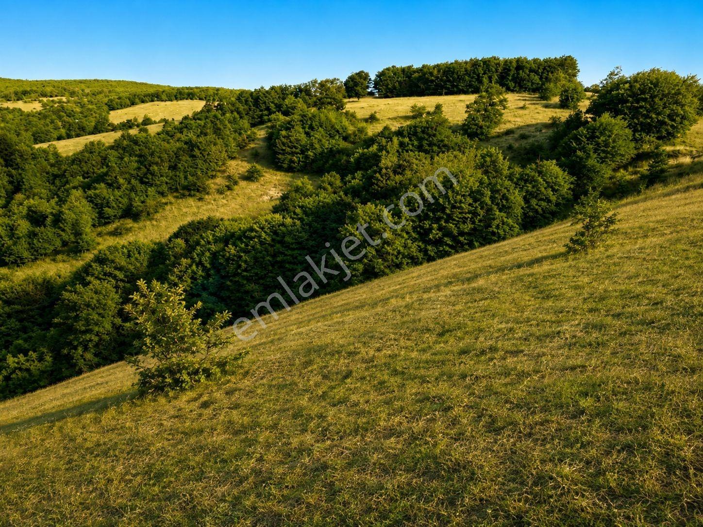 13431 M2/tek Tapu/samsun Kavak/orman Manzaralı/satılık Tarla — fotoğraf 4