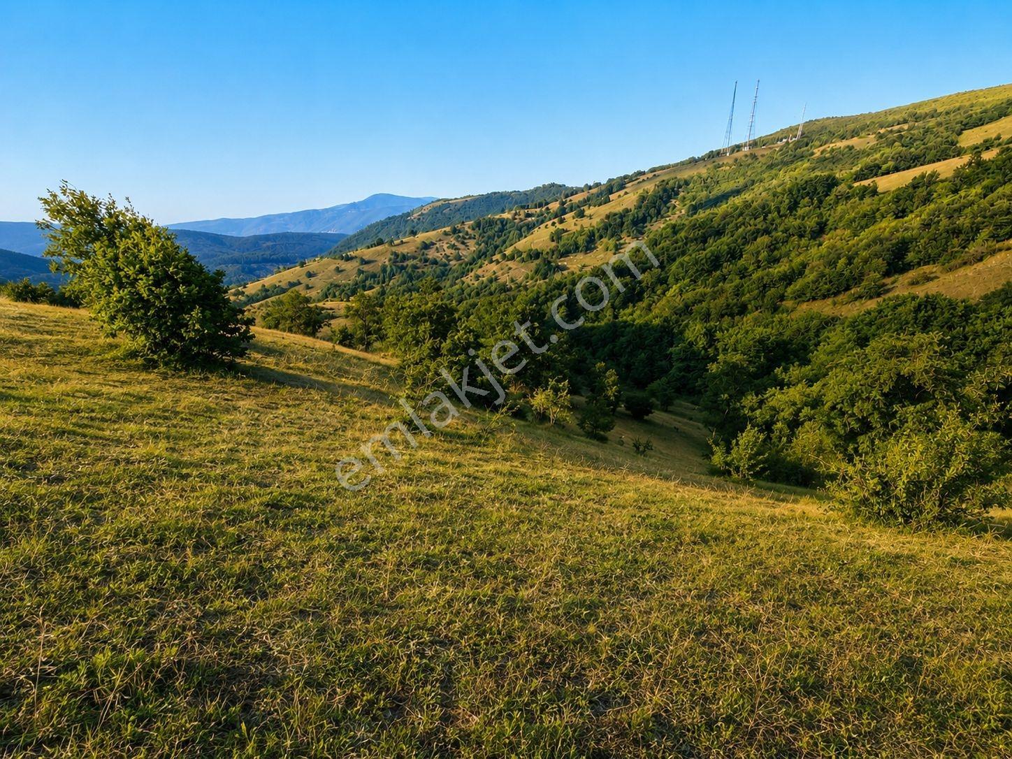 13431 M2/tek Tapu/samsun Kavak/orman Manzaralı/satılık Tarla — fotoğraf 5