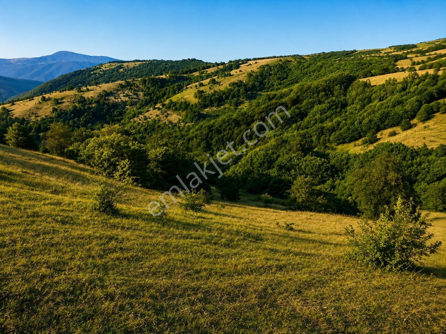 13431 M2/tek Tapu/samsun Kavak/orman Manzaralı/satılık Tarla — fotoğraf 6