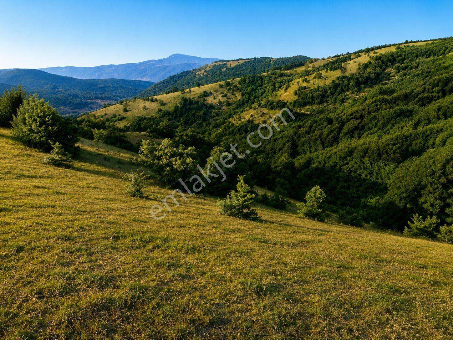 13431 M2/tek Tapu/samsun Kavak/orman Manzaralı/satılık Tarla — fotoğraf 7