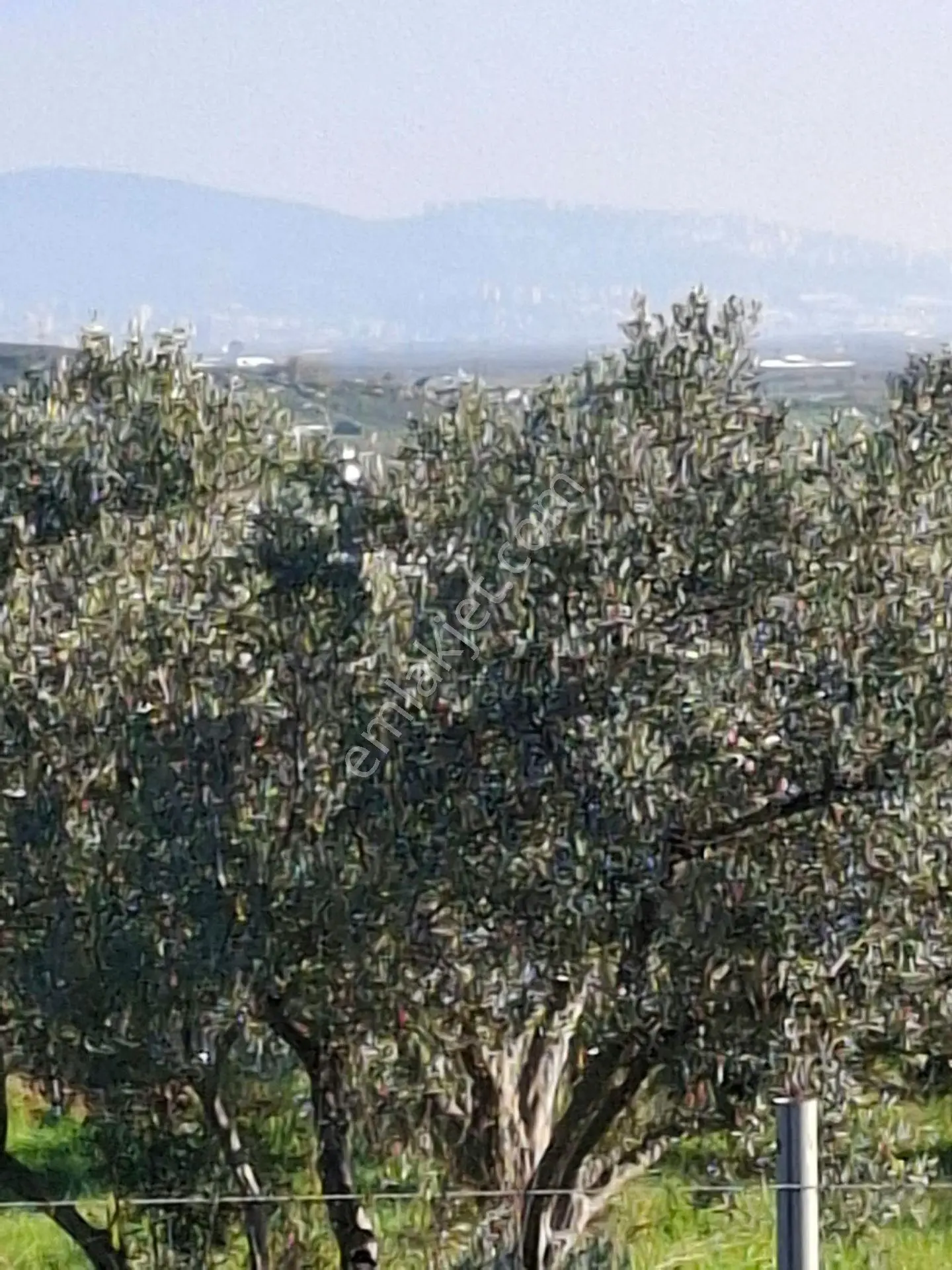 Foça Gerenköyde 1232 M2 Tek Tapu Satılıktır